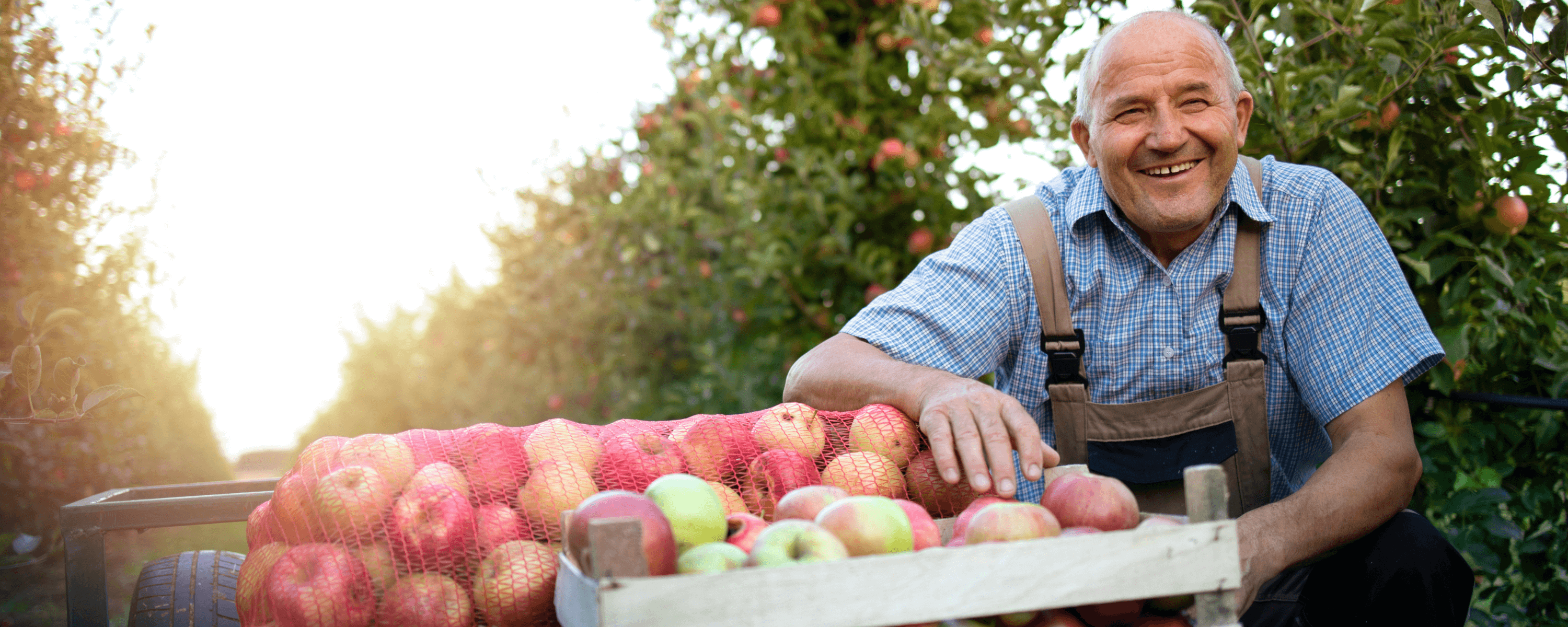 Mann bei der Apfelernte