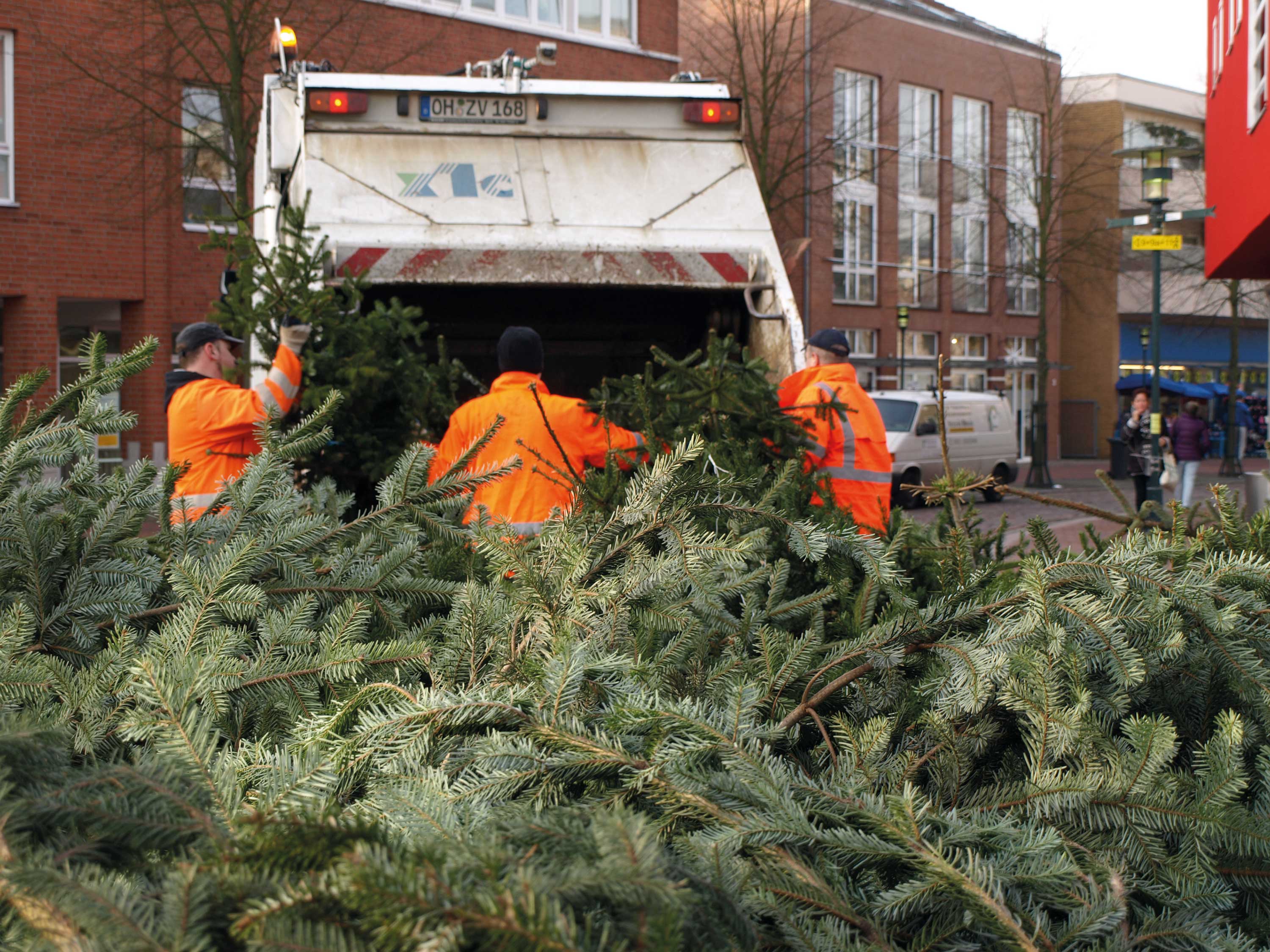 Der ZVO sammelt kostenlos Weihnachtsbäume ein